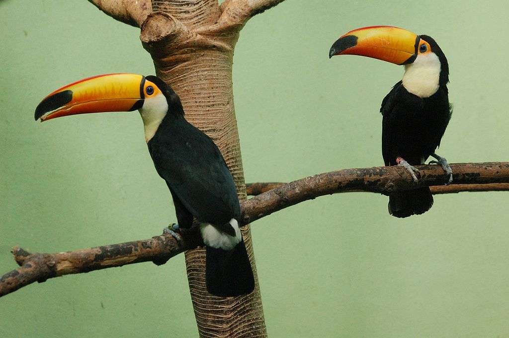 Υπέροχο toucan online παζλ