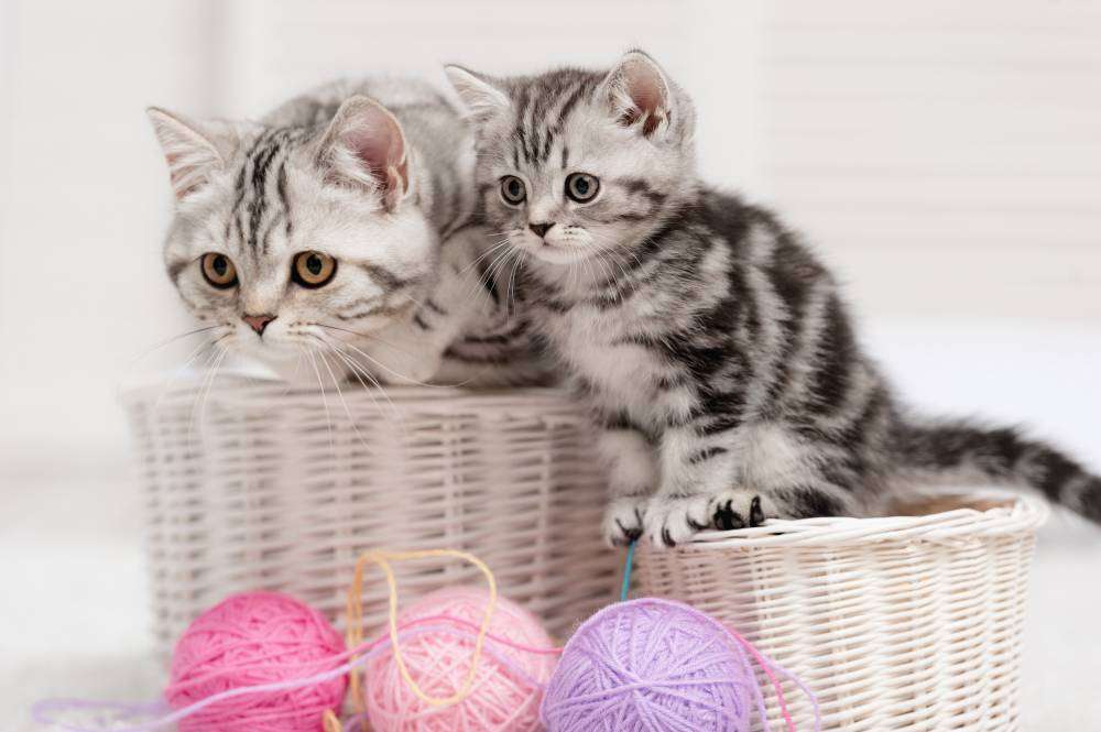 子猫、毛糸 オンラインパズル