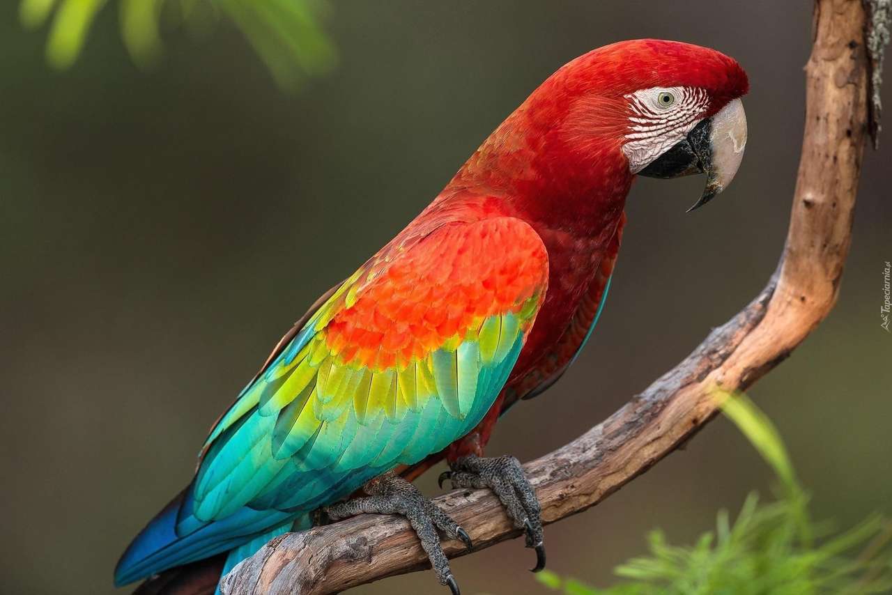 красочный попугай пазл онлайн