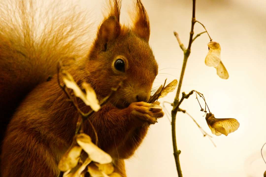 brown squirrel on brown tree branch online puzzle