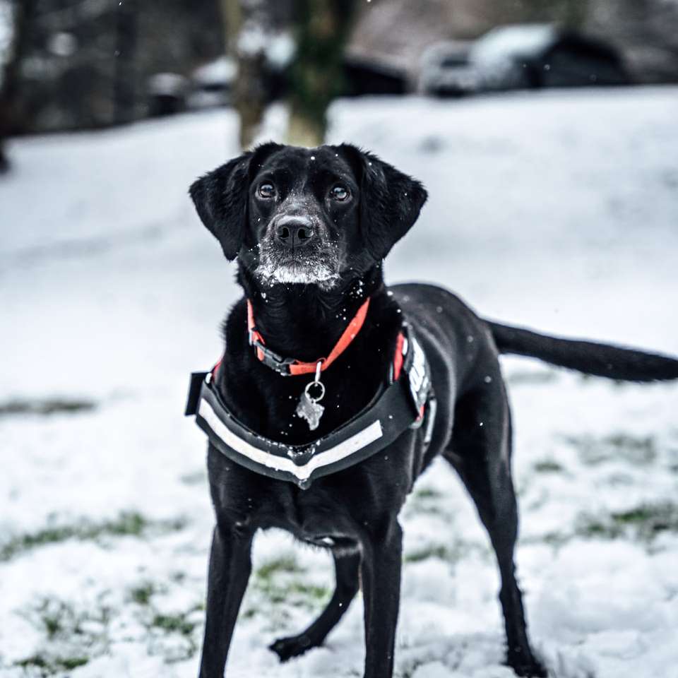 Labrador retriever noir sur sol couvert de neige puzzle en ligne