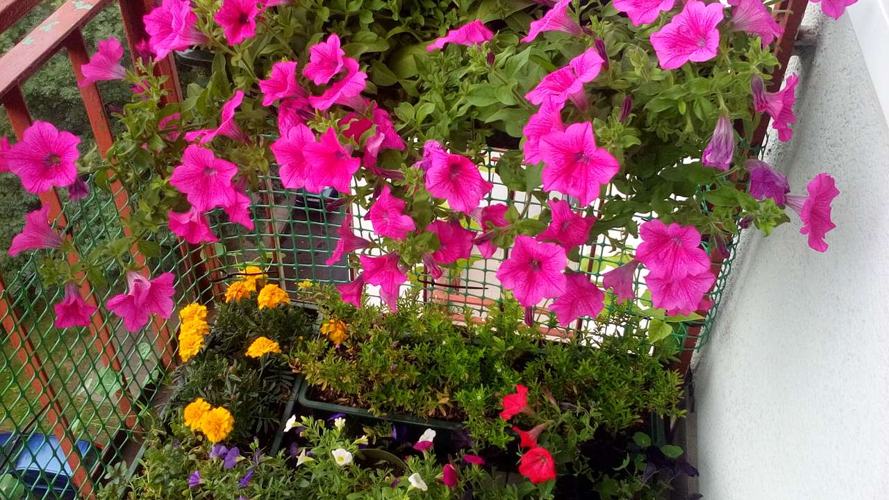 Balkon v květinách skládačky online