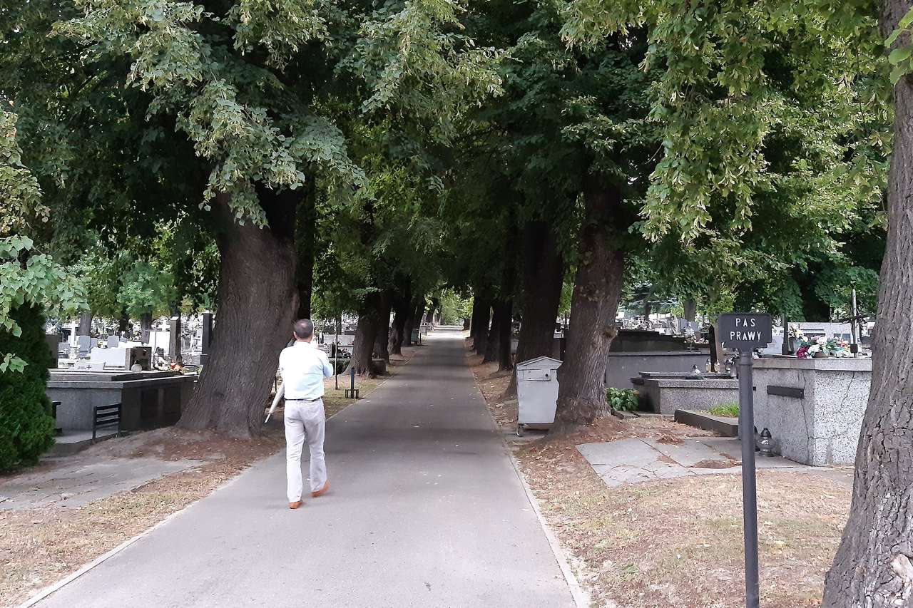 gränd av gamla träd på kyrkogården Pussel online