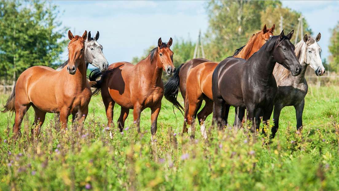 Paarden en ... en paarden! online puzzel