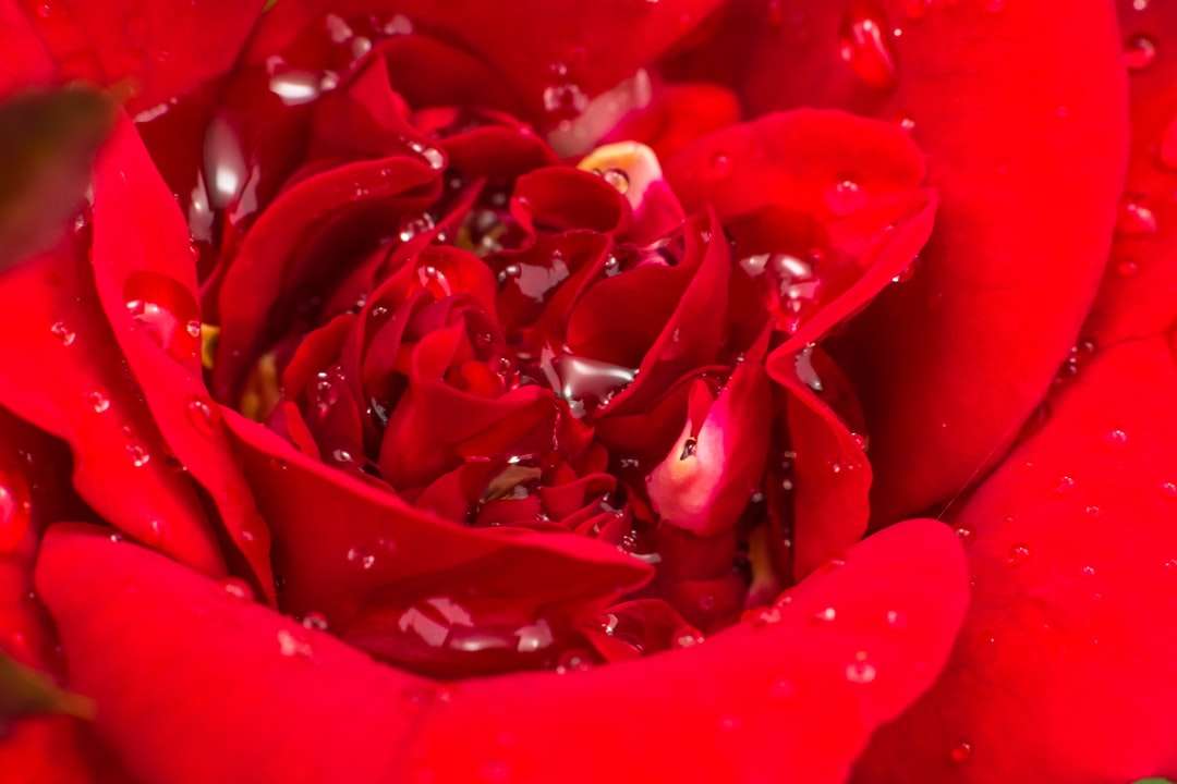 червени розови листенца в снимка отблизо онлайн пъзел