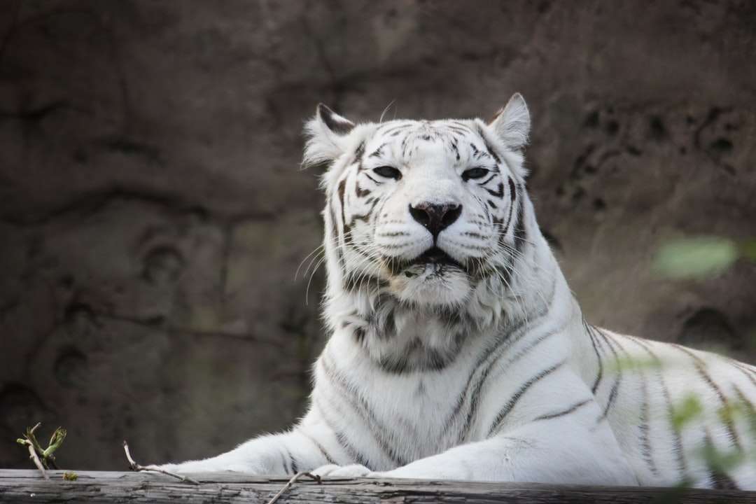 λευκή τίγρη ξαπλωμένη στο έδαφος παζλ online