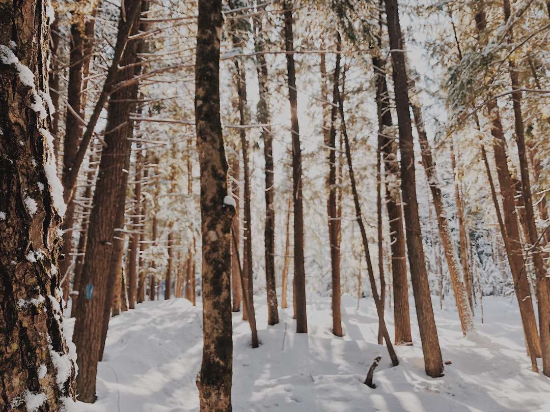 Árboles marrones sobre suelo cubierto de nieve durante el día rompecabezas en línea