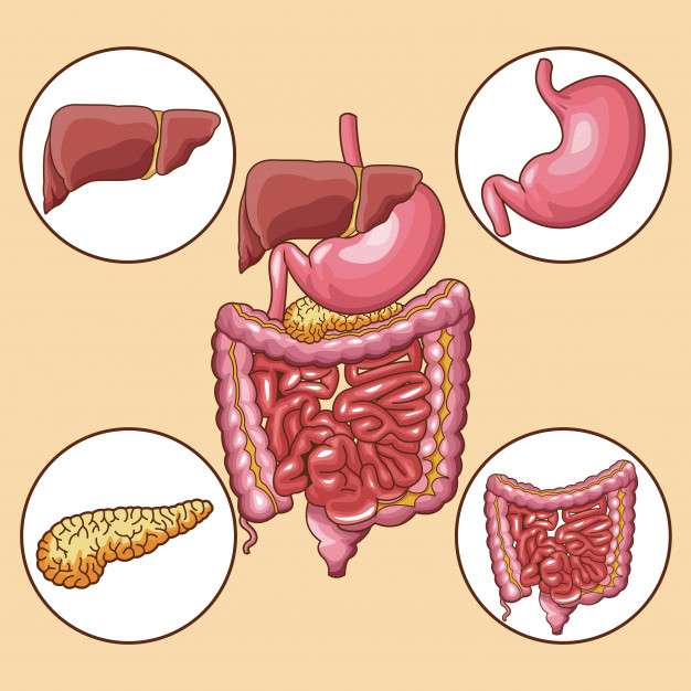 Puzzle del sistema digestivo puzzle online