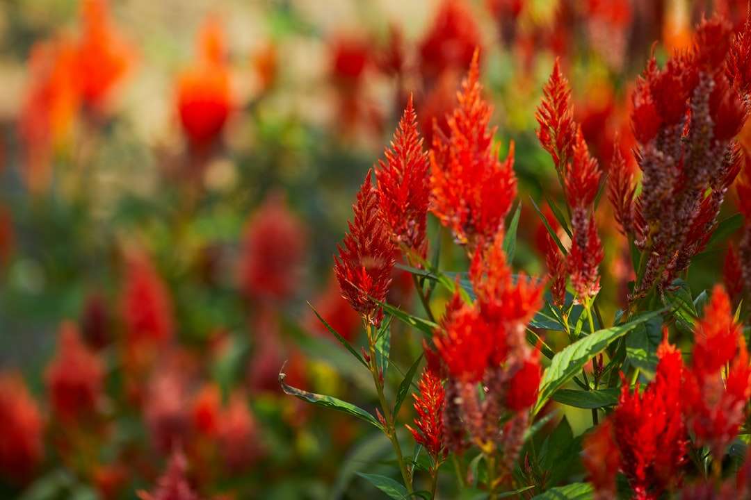 red flowers in tilt shift lens online puzzle