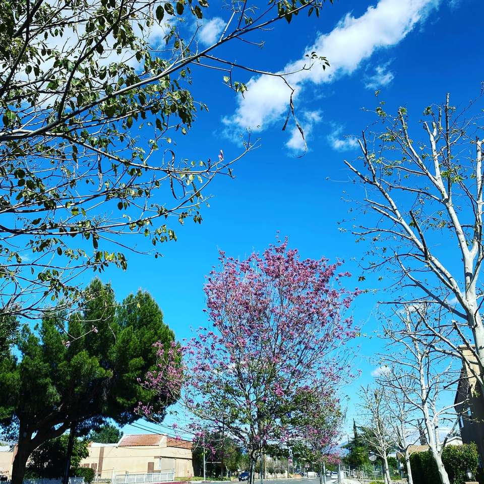 copac roz de cireș sub cer albastru în timpul zilei jigsaw puzzle online