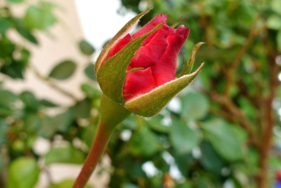 rode rozenknop legpuzzel online