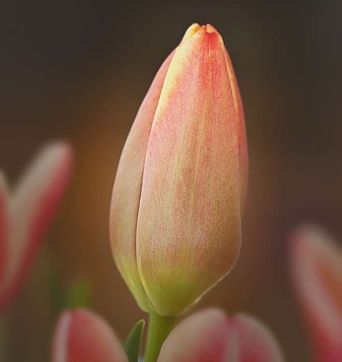 capullo de tulipán rompecabezas en línea