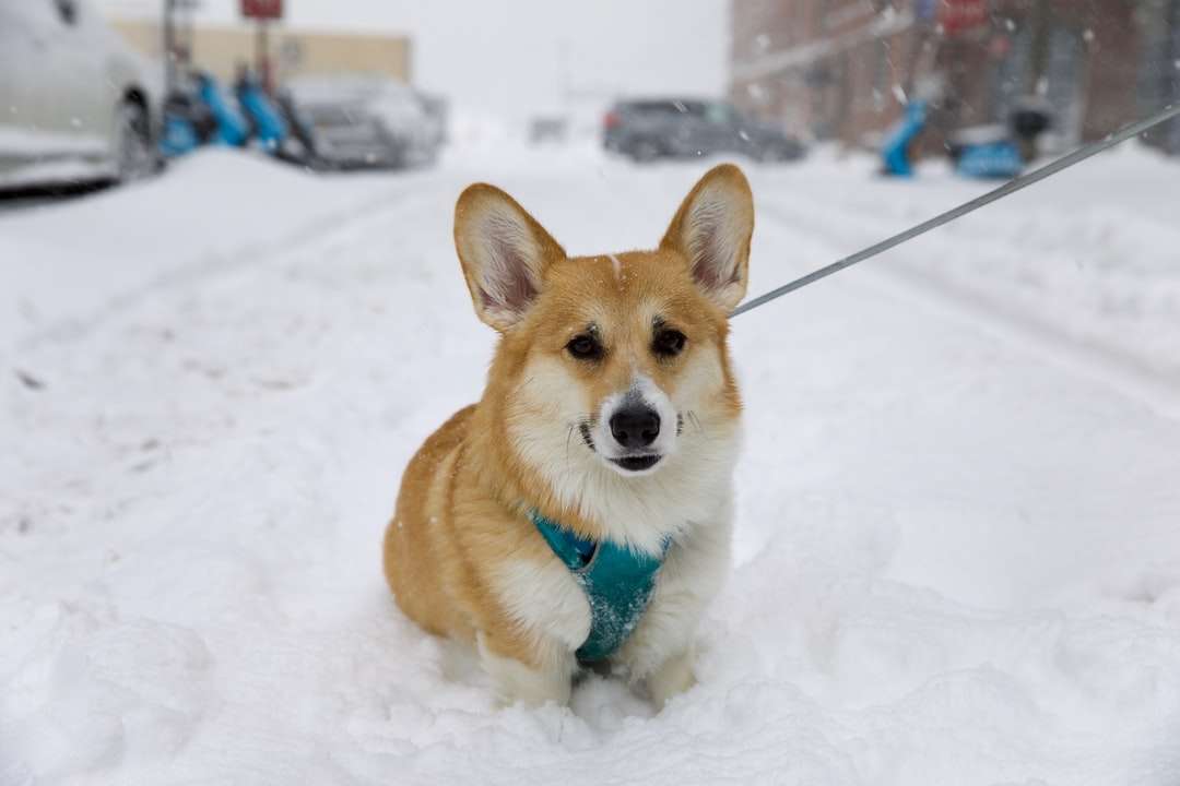 brown and white corgi on snow covered ground during daytime jigsaw puzzle online