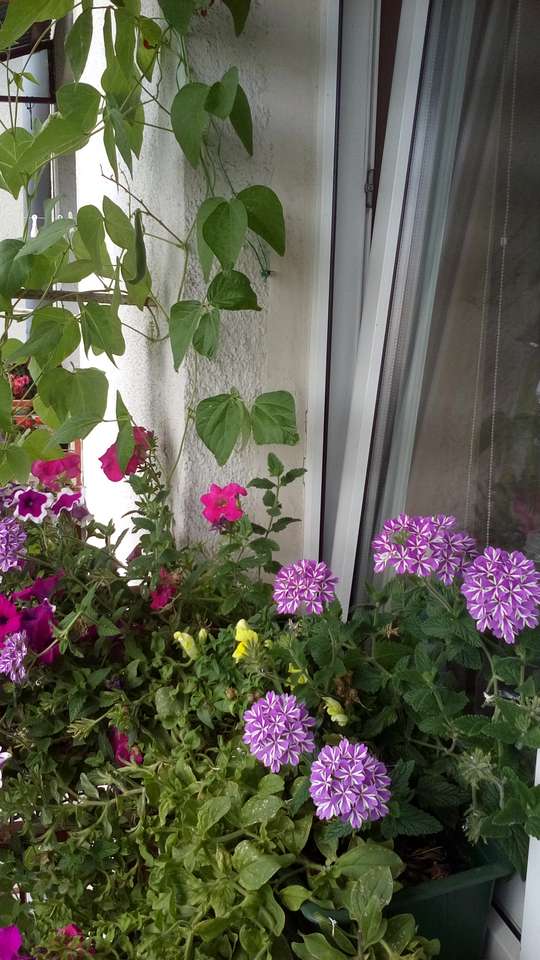 Цветя пред прозореца онлайн пъзел