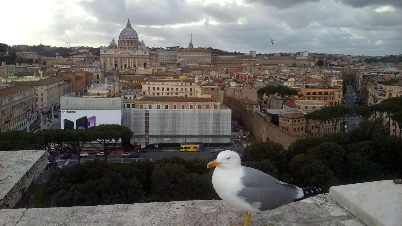 Seagull på bakgrunden av Vatikanen pussel på nätet