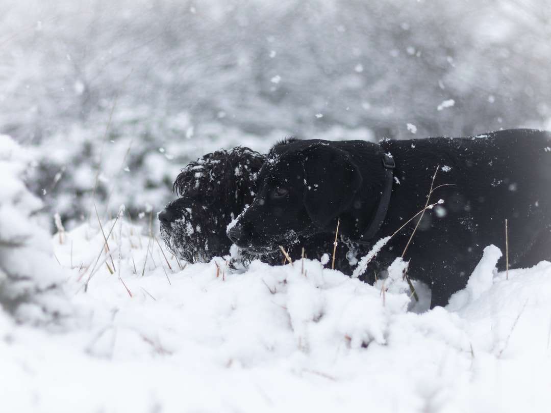 černý labradorský retrívr na sněhem pokryté zemi online puzzle
