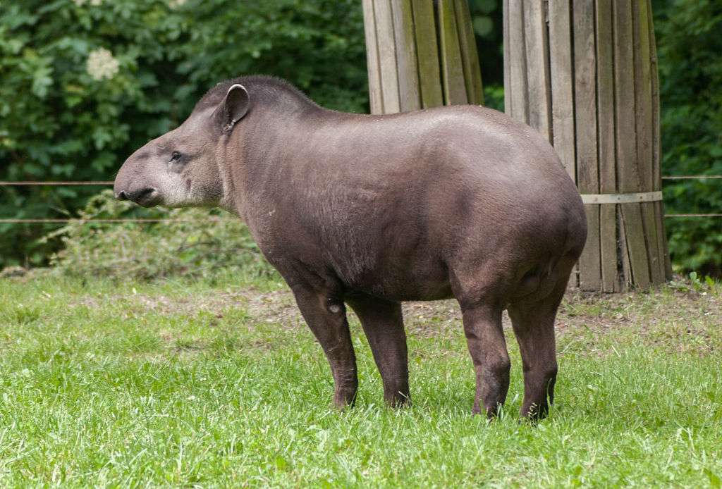 Americký tapír skládačky online
