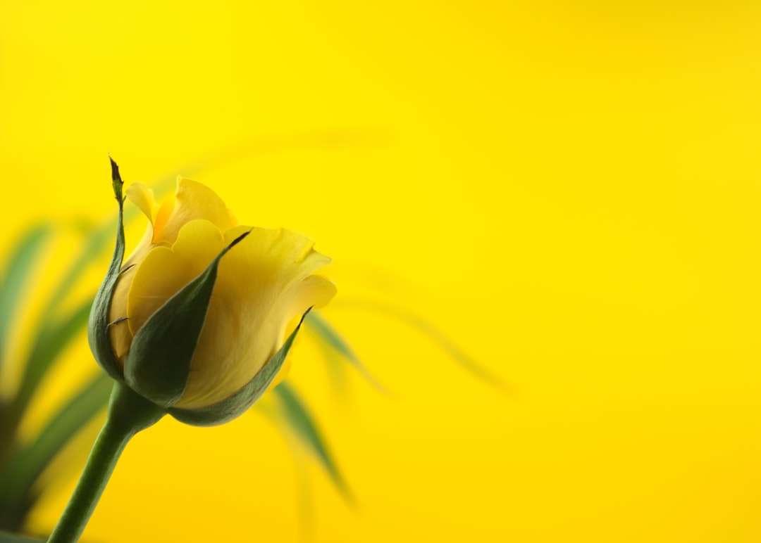 žlutý květ v makro objektivu online puzzle