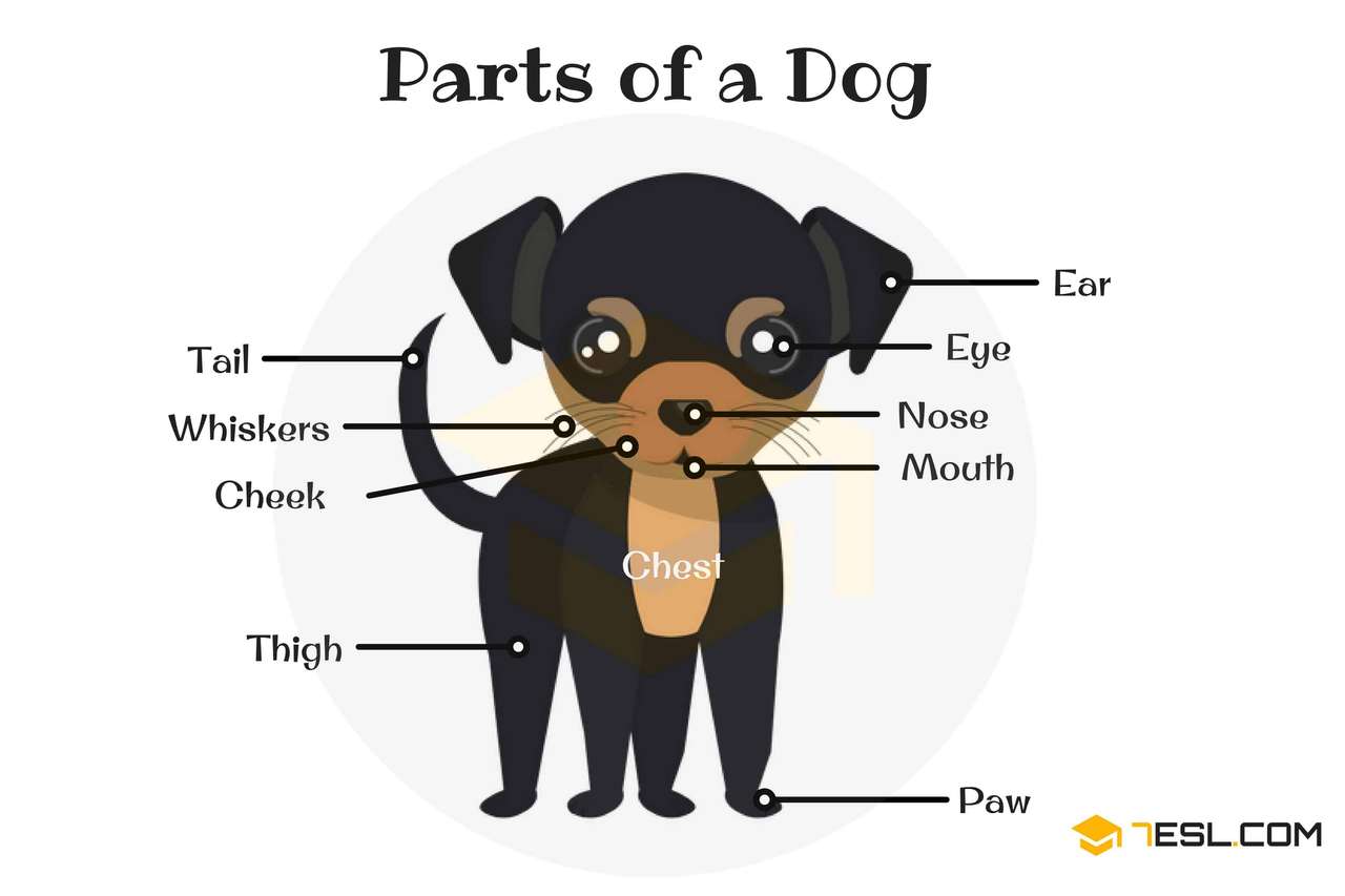 Parts of a Dog online puzzle