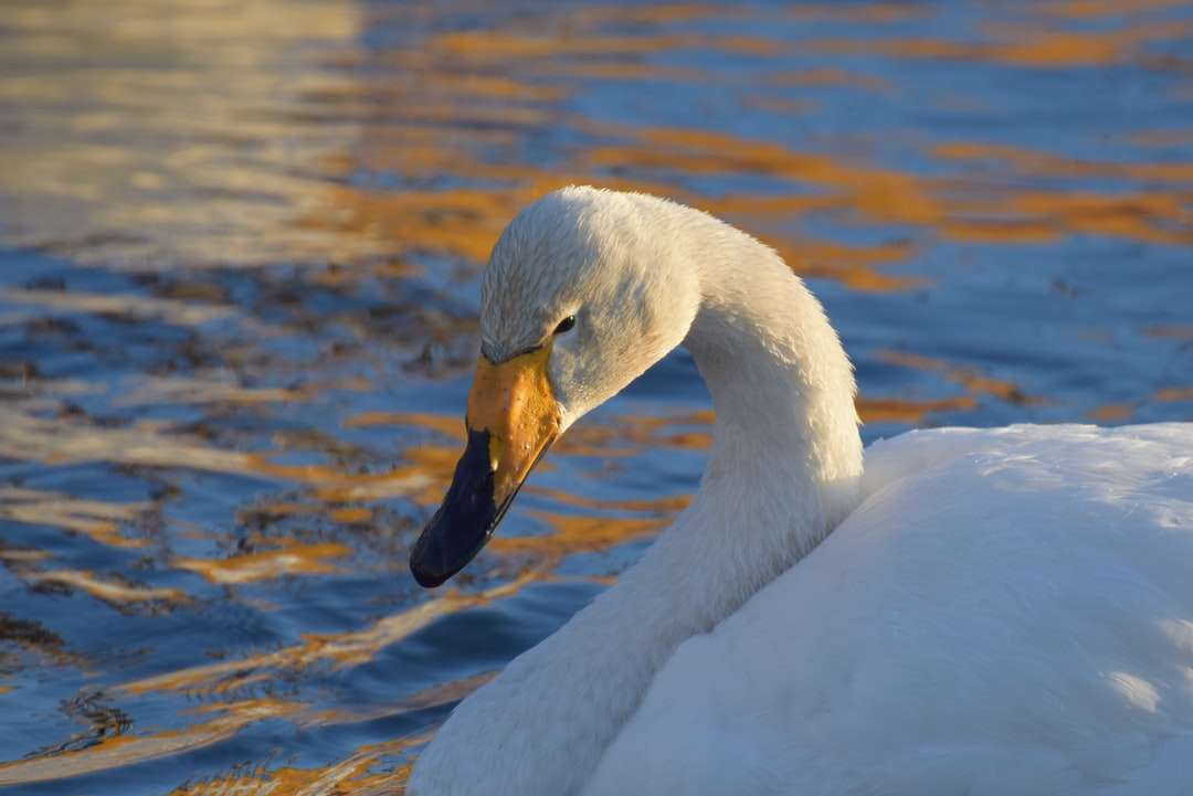 бял лебед на вода през деня онлайн пъзел