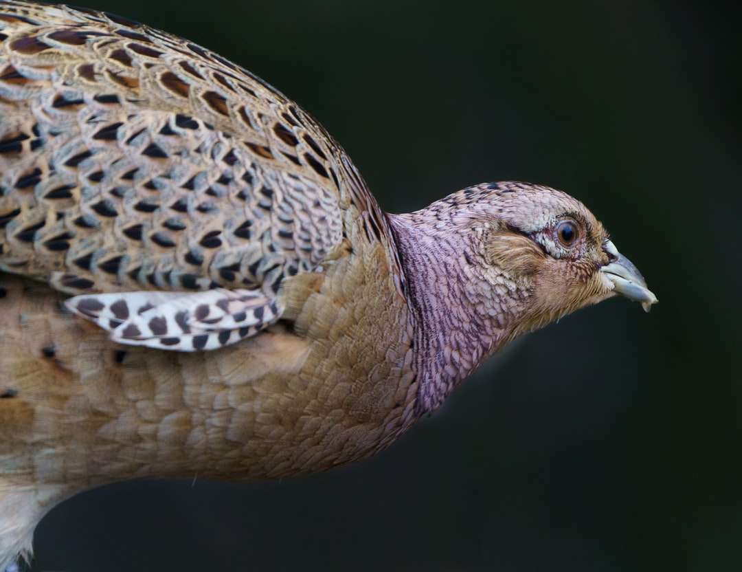 brun och vit fågel i närbildsfotografering pussel på nätet