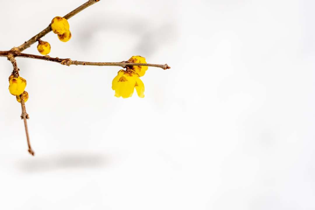 жълто цвете в наклонена леща онлайн пъзел