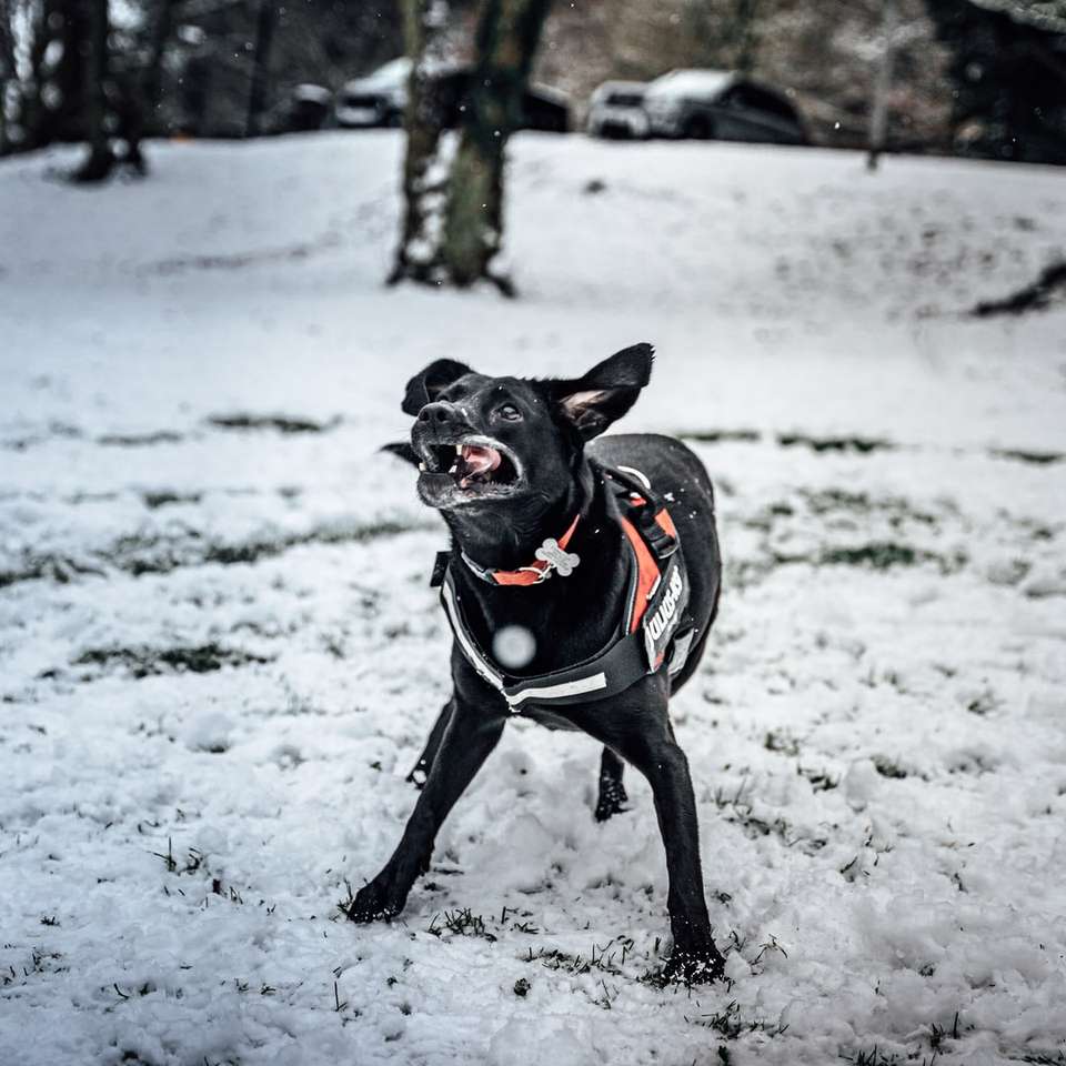 cachorro de casaco curto preto correndo em solo coberto de neve quebra-cabeças online