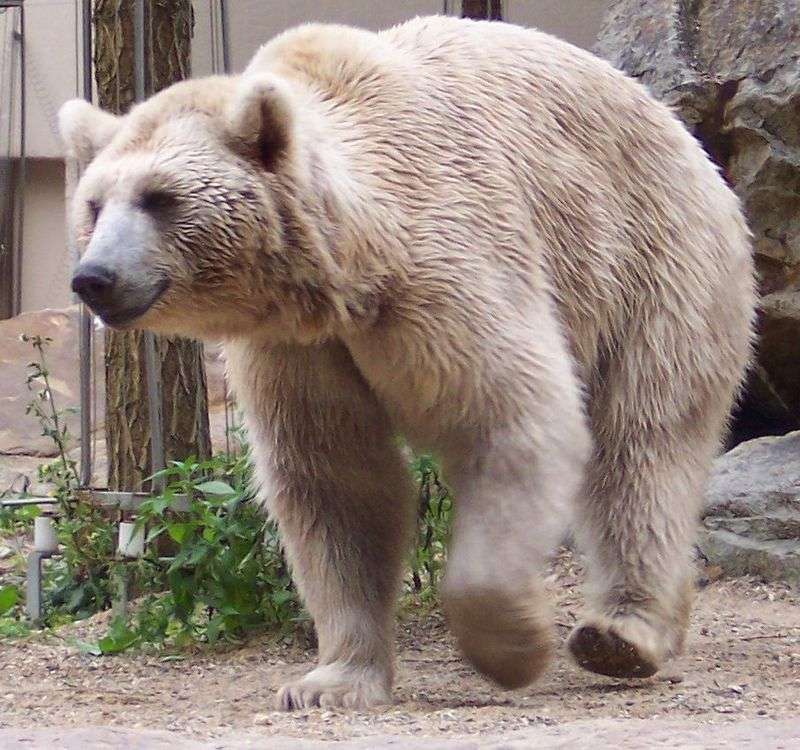 Συριακή αρκούδα παζλ online