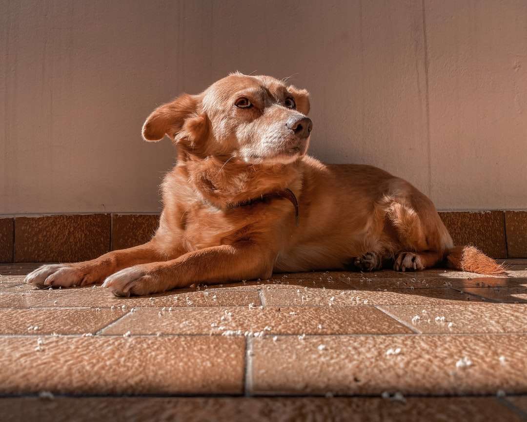 hnědý krátkosrstý středně velký pes ležící na hnědé podlaze online puzzle