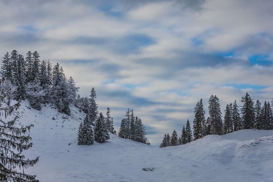 sneeuw bedekte pijnbomen onder bewolkte hemel overdag online puzzel