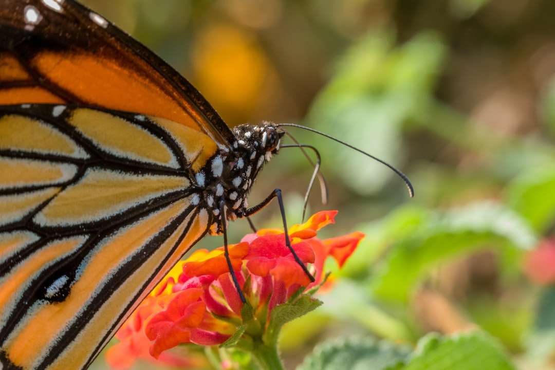 пеперуда монарх, кацнала на оранжево цвете онлайн пъзел