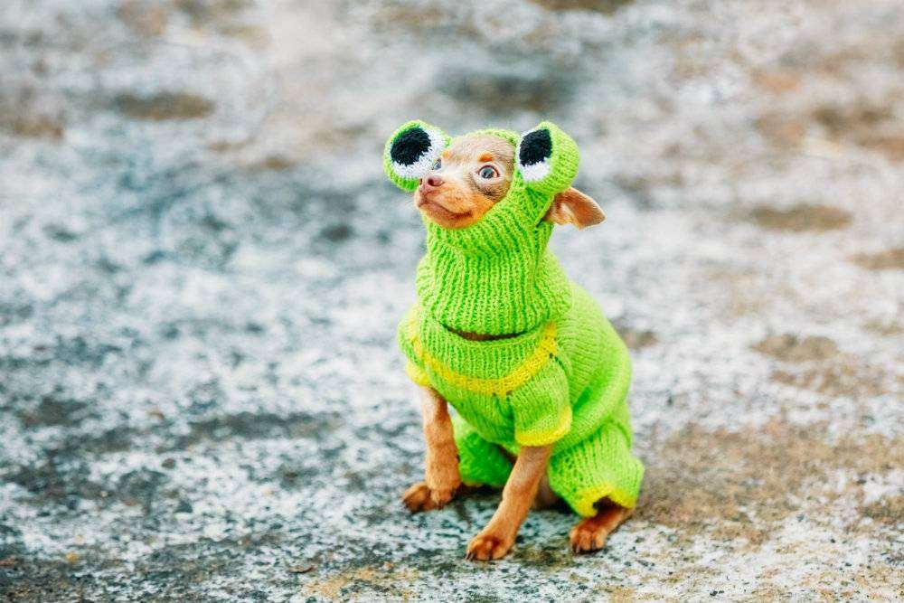 kleine hond in kleding legpuzzel online