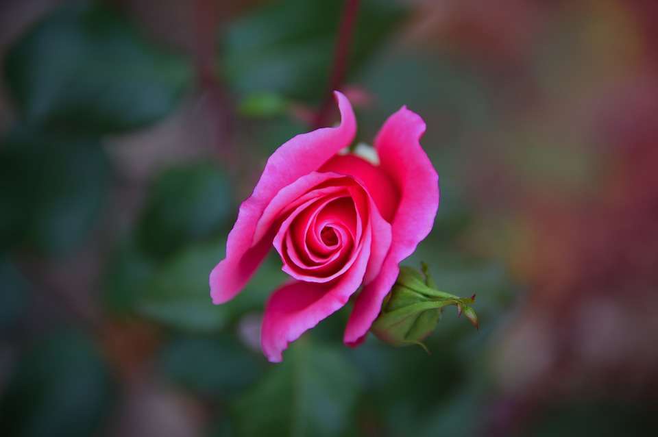 osamělá růže skládačky online