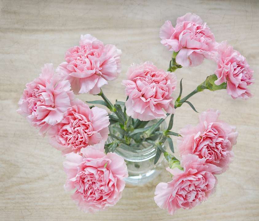 розови карамфили онлайн пъзел