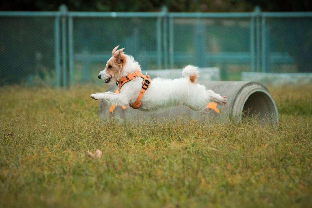 piccolo cane bianco cappotto lungo sul campo di erba verde puzzle online