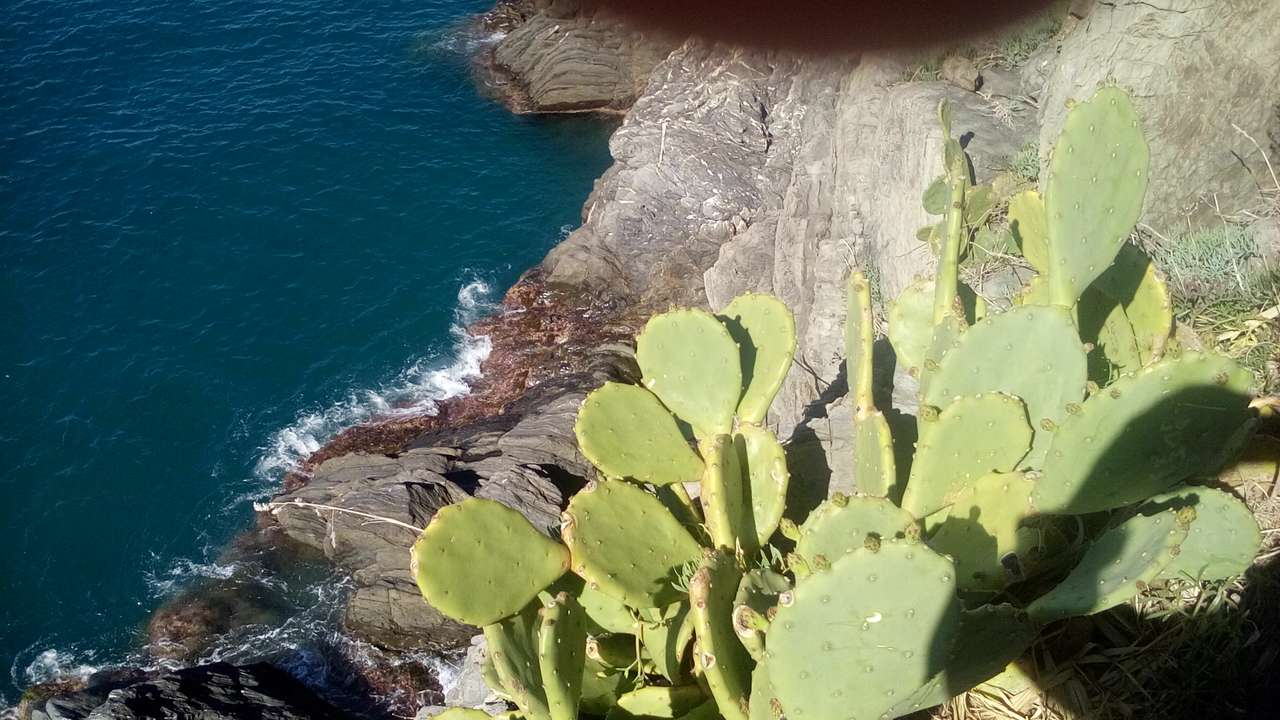 Cinque Terre - растителност онлайн пъзел