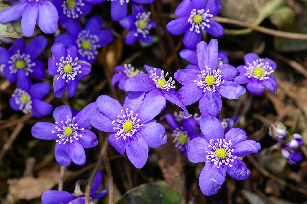 fiori viola nella lente tilt shift puzzle online