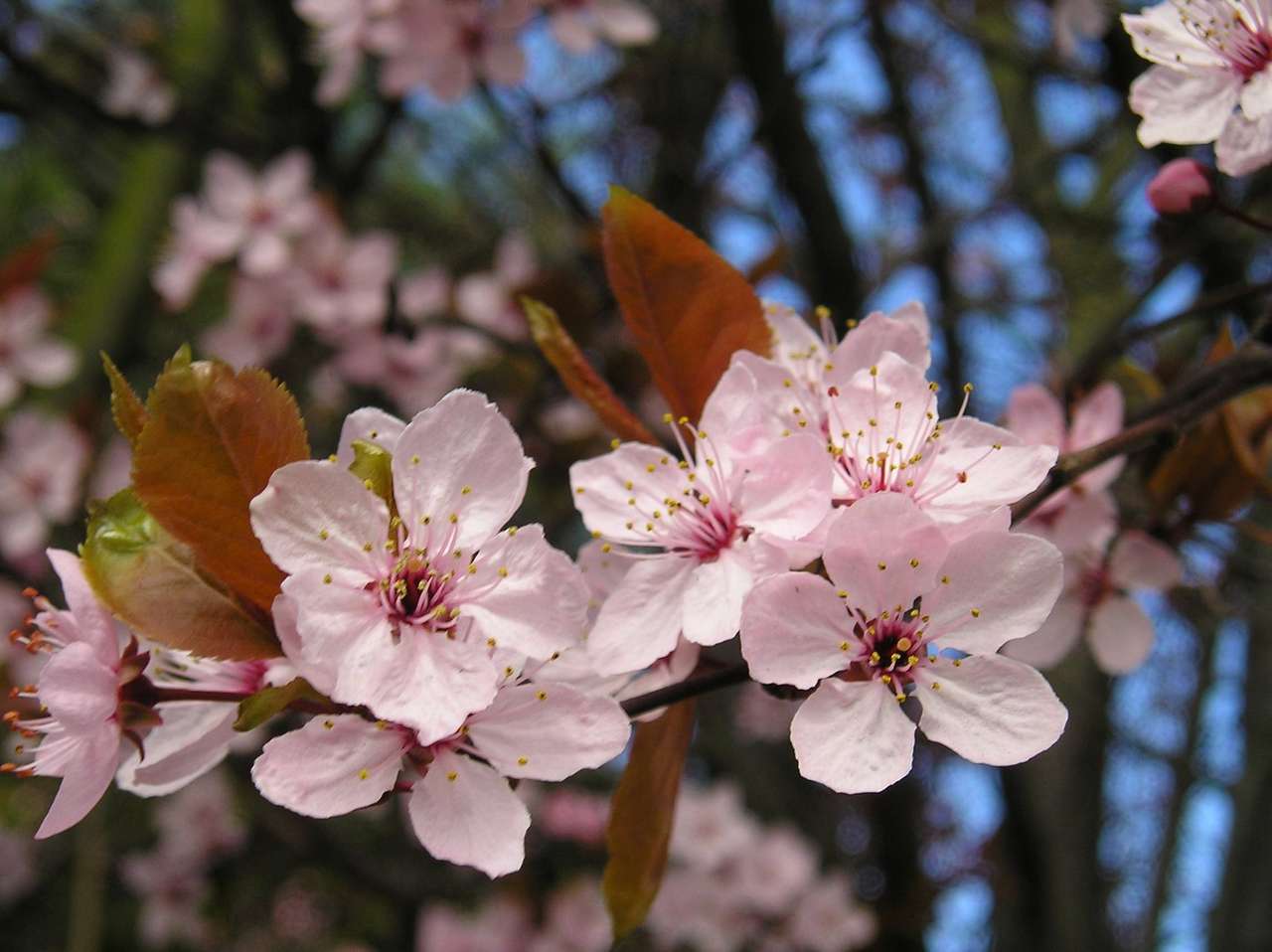 blommande träd Pussel online