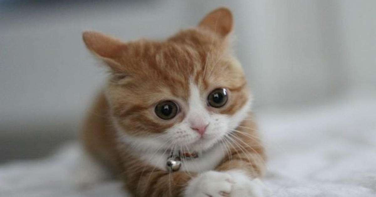 Bedårande kattunge pussel