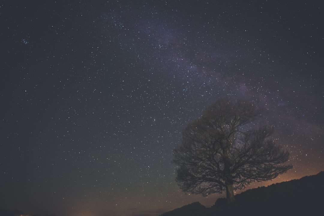 silhouette of tree under starry night online puzzle