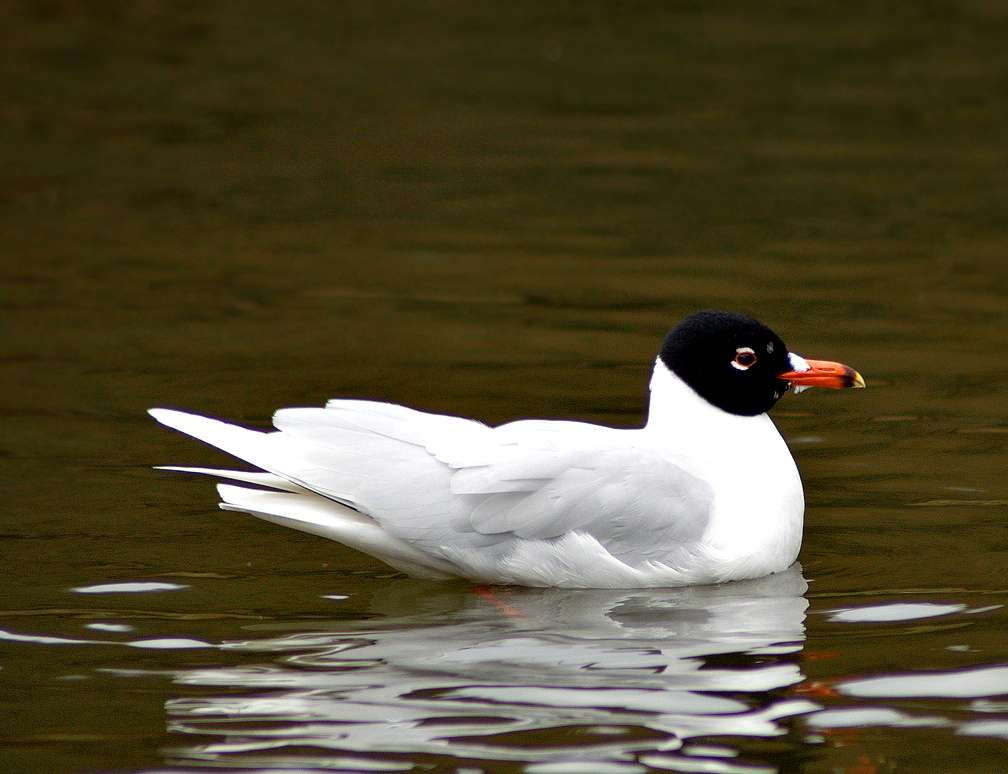 Black-headed gull online puzzle