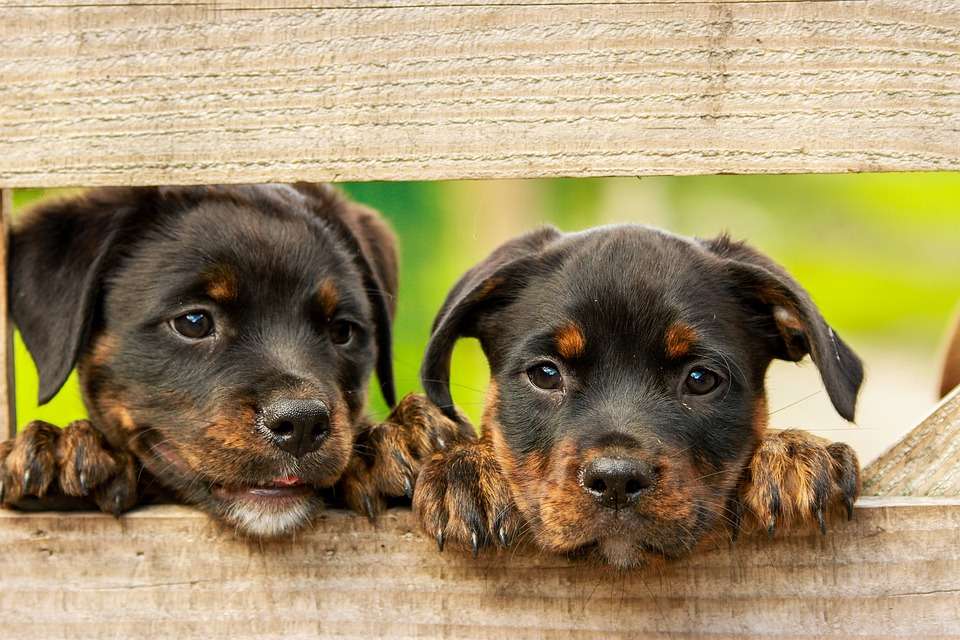 Twee honden online puzzel