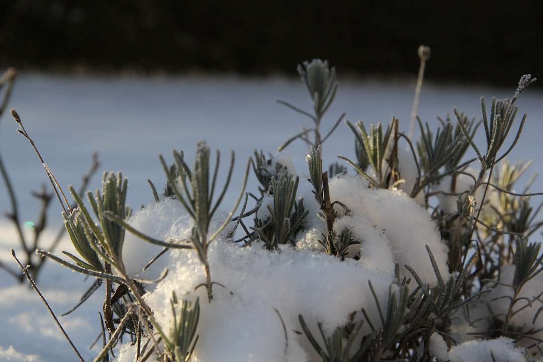 planta coberta de neve durante o dia puzzle online