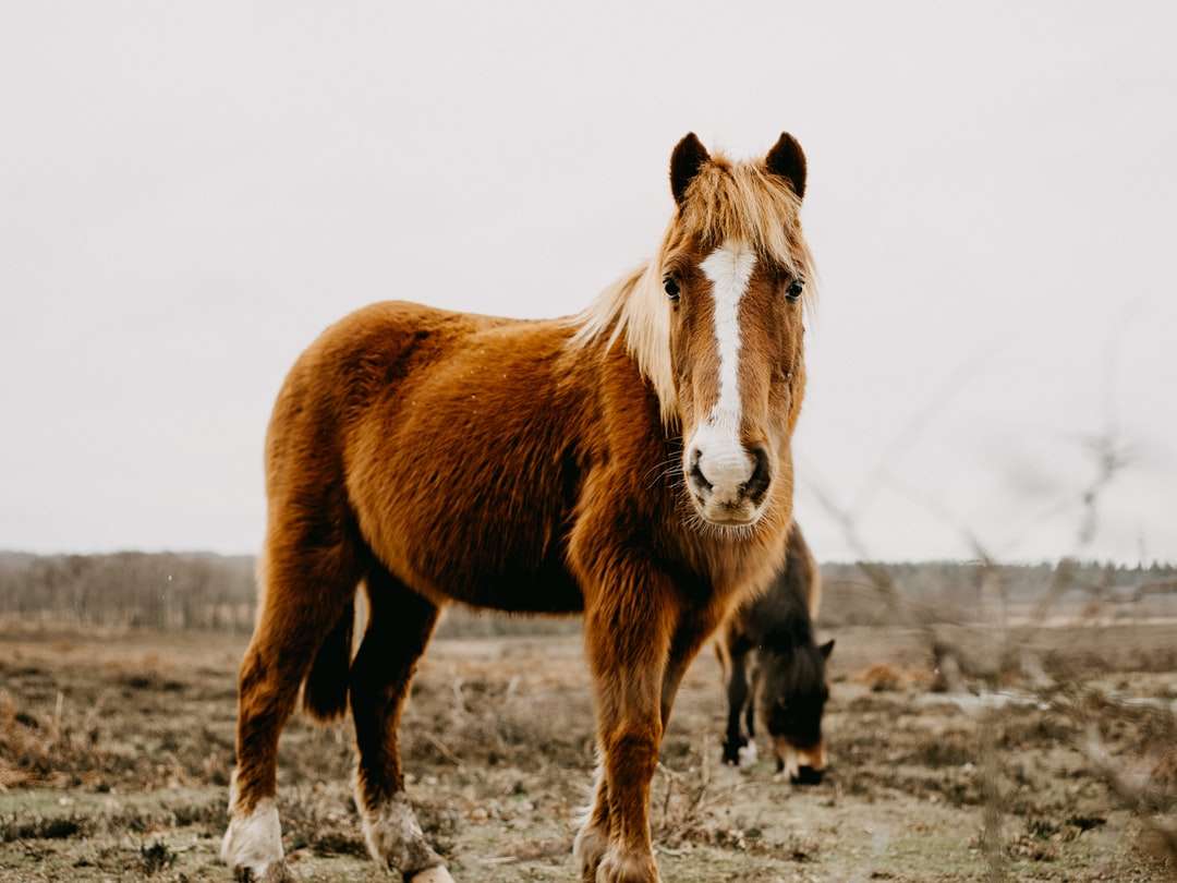 brun och vit häst på grått fält under dagtid pussel på nätet