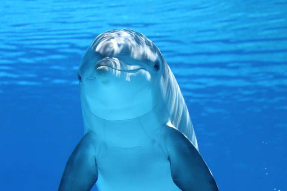 Дельфин пазл онлайн