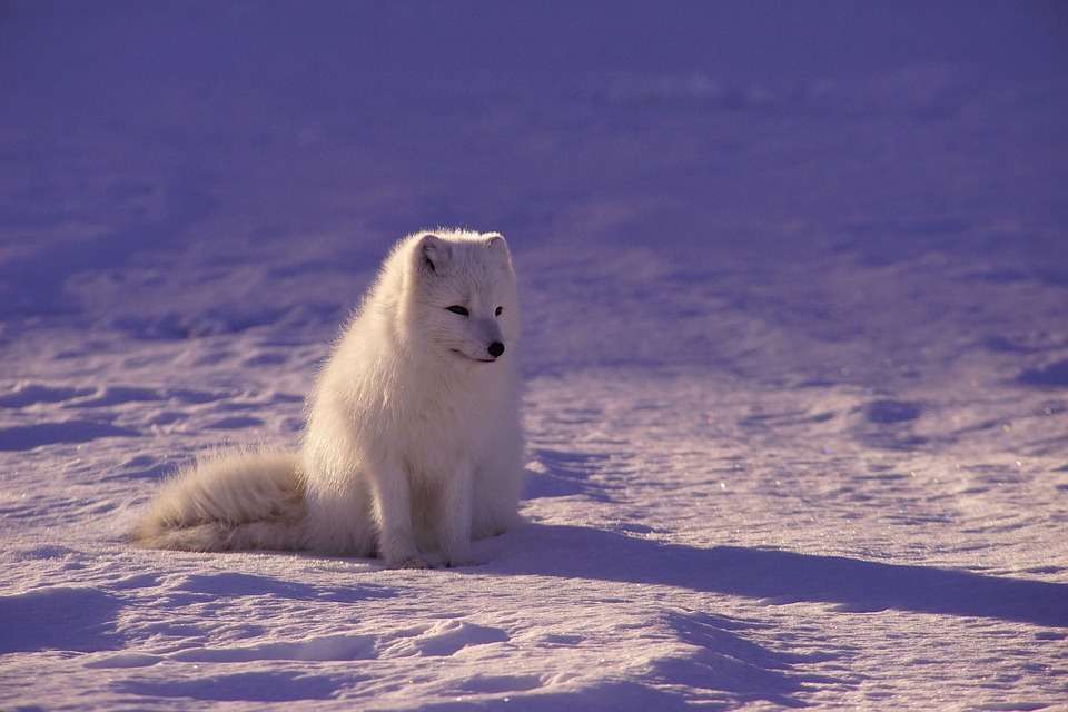 αλεπού στο χιόνι παζλ online
