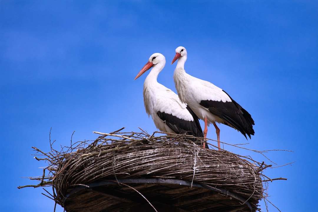 vit stork på boet under dagtid pussel på nätet