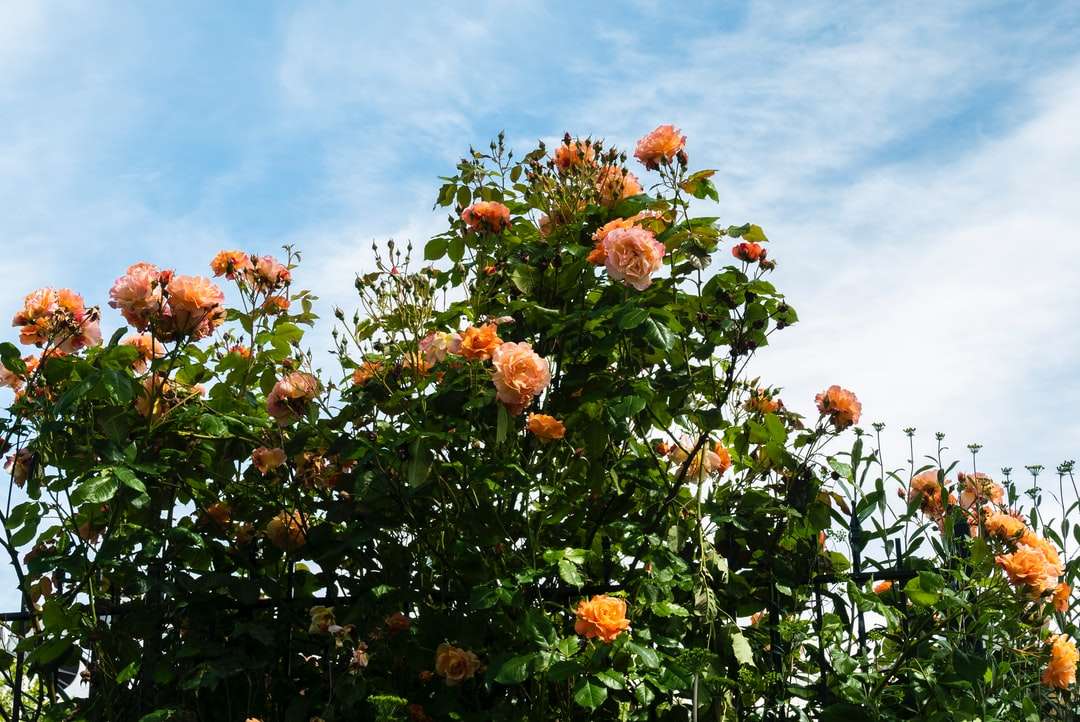 orange blommor med gröna blad under blå himmel Pussel online