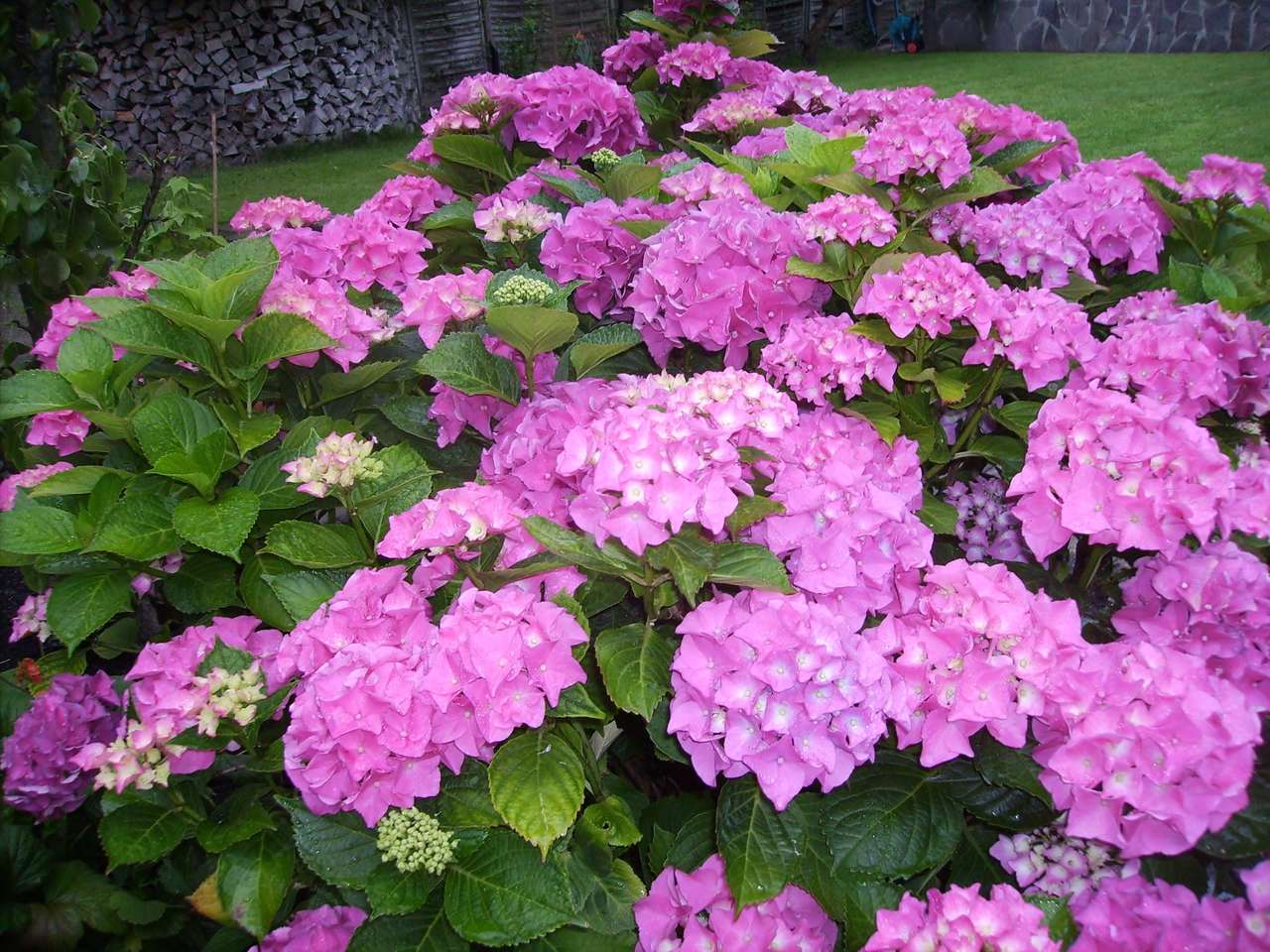 Rododendron online puzzel