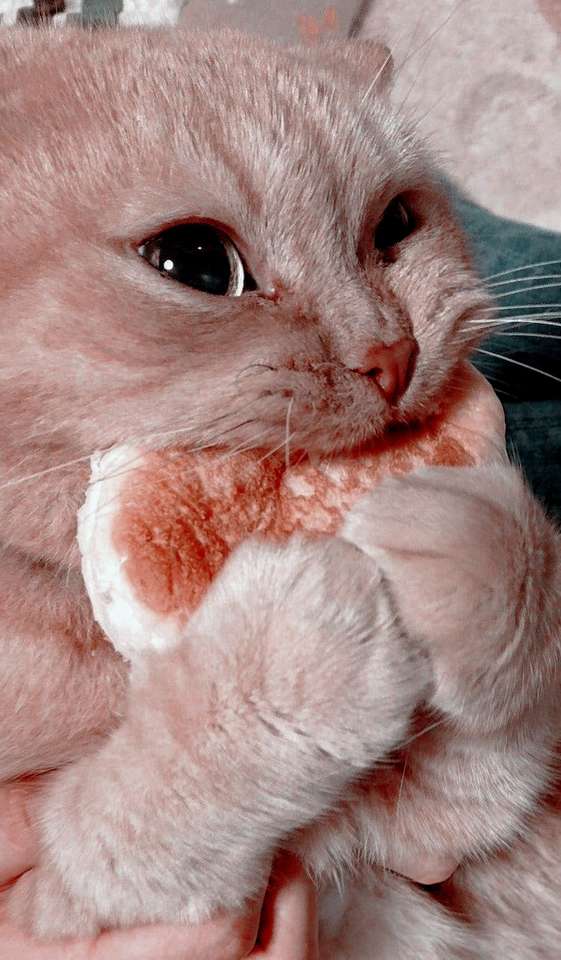 Un dulce gato está comiendo un panecillo. rompecabezas en línea